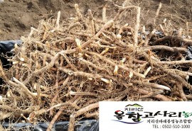 고사리일반뿌리 1k…